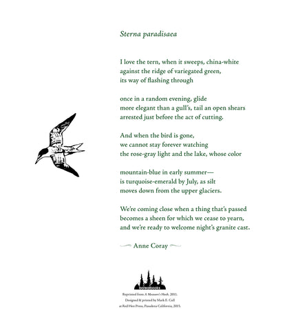 Sterna paradisaea by Anne Coray SIGNED (11.25 in x 10 in)