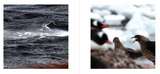 Toward Antarctica by Elizabeth Bradfield